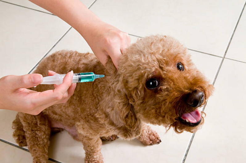 Vacina de Raiva para Gatos Agendar São Caetano - Vacina contra Raiva para Cachorro