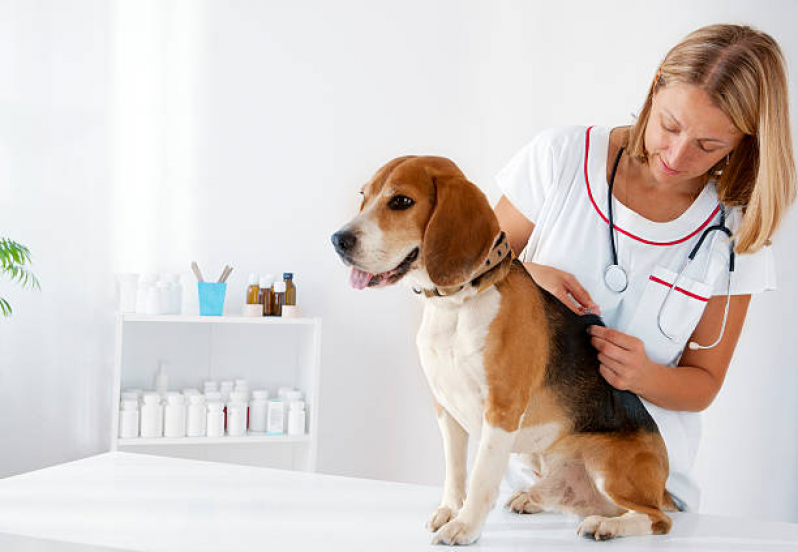 Vacina Fiv Felv Agendar São Marcos - Vacina contra Raiva para Cachorro