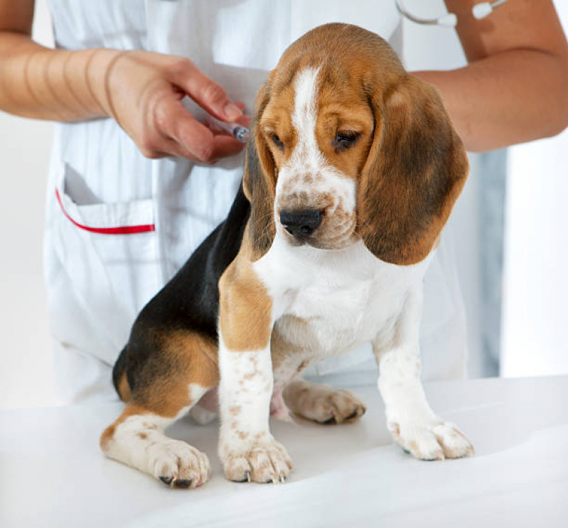 Vacina Fiv Felv Saboeiro - Vacina contra Raiva para Cachorro