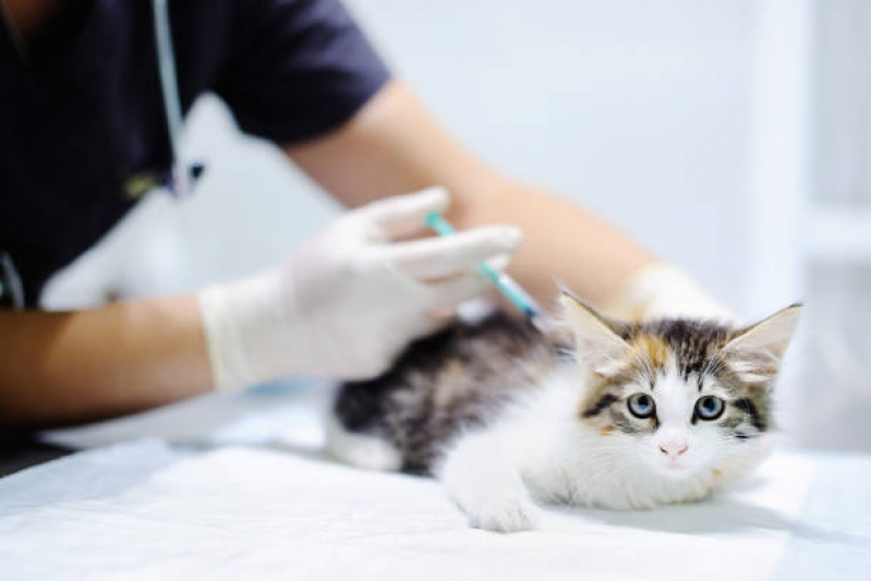 Vacina para Gato V4 Agendar Saboeiro - Vacina de Raiva para Gatos