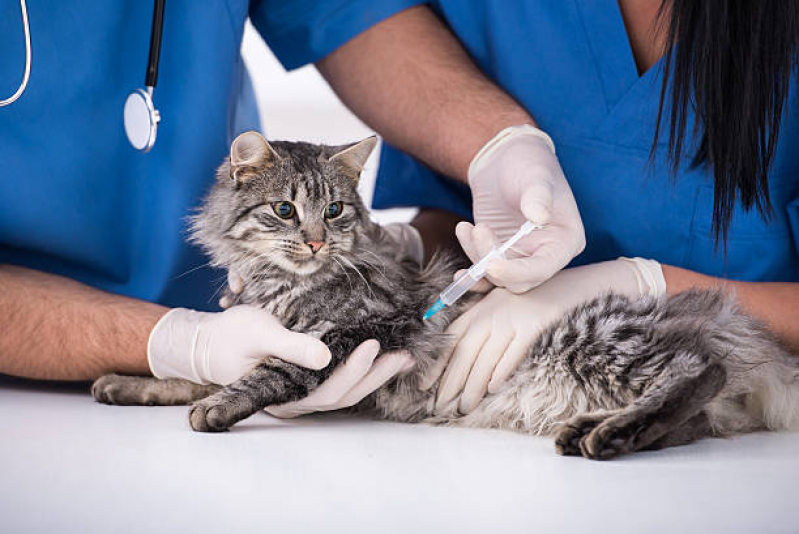 Vacina para Gato V4 Marechal Rondon - Vacina contra Raiva para Cachorro Cabula