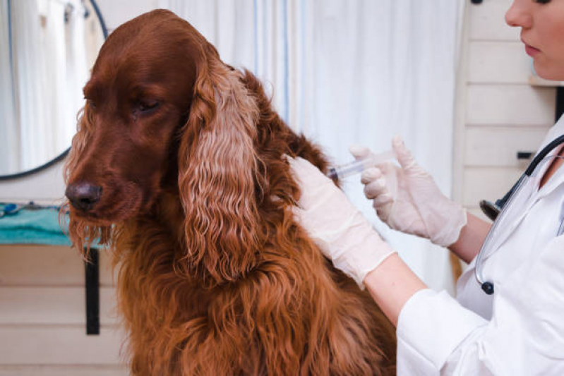 Vacina Veterinária Leptospirose Agendar Acupe - Vacina contra Raiva para Cachorro