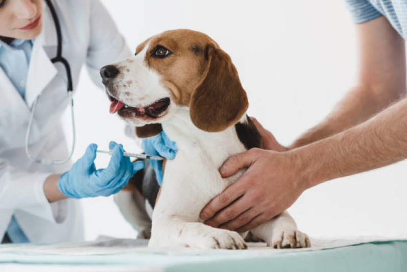 Vacina Veterinária Leptospirose Santa Mônica - Vacina contra Raiva para Cachorro Salvador