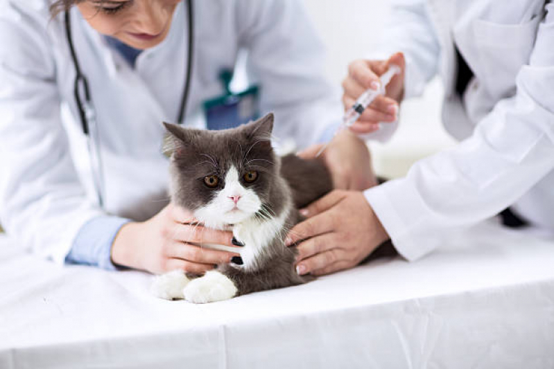 Vacinas Antirrábica para Gatos Santa Mônica - Vacina Parvovirose
