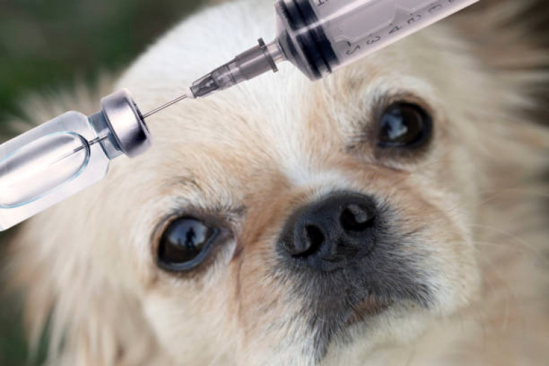 Vacinas contra Raiva para Cachorros São Caetano - Vacina Veterinária Leptospirose