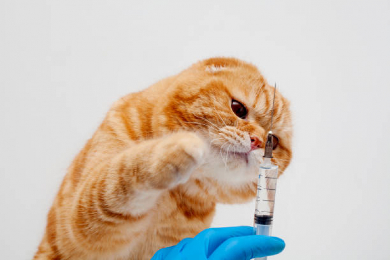 Vacinas de Raiva Gatos Boa Vista de Brotas - Vacina para Gato V4