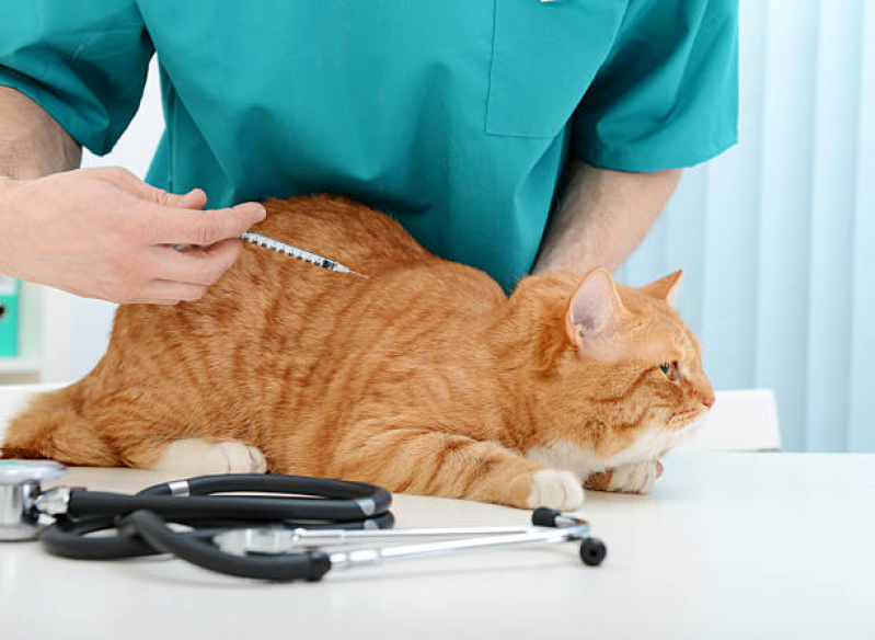 Vacinas de Raiva para Gatos Brotas - Vacina Parvovirose