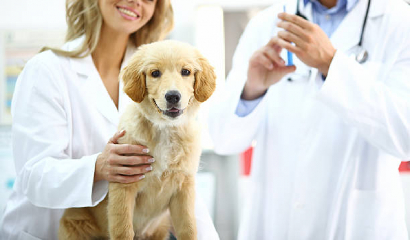 Vacinas Fiv Felv Boa Vista de São Caetano - Vacina contra Raiva para Cachorro