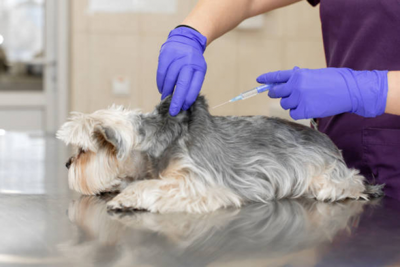 Vacinas para Filhote de Gatos Horto Florestal - Vacina Hepatite Infecciosa Canina