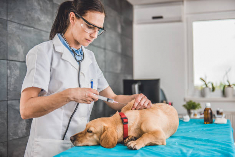 Vacinas para Gatos V4 São Gonçalo do Retiro - Vacina Hepatite Infecciosa Canina